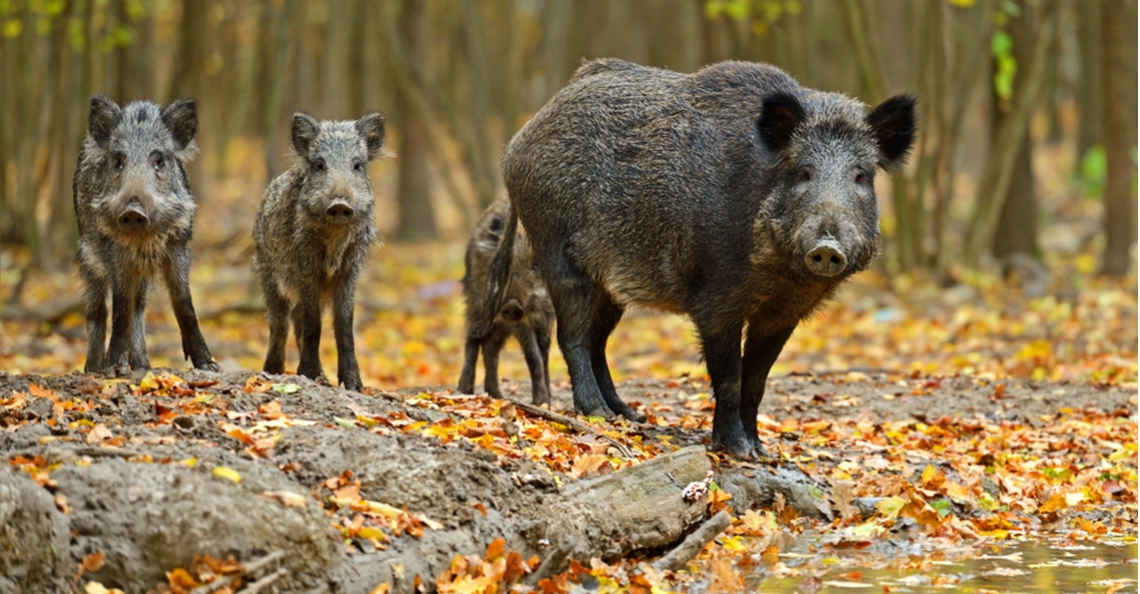 1482757897-wilde-zwijnen-in-het-bos.jpg