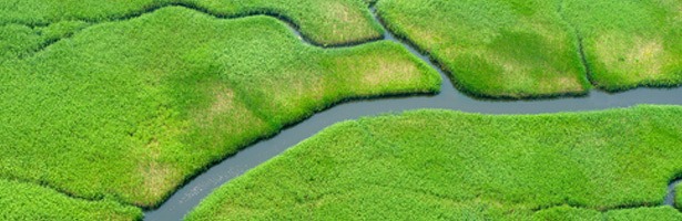 03-drones-flora-fauna-natuur